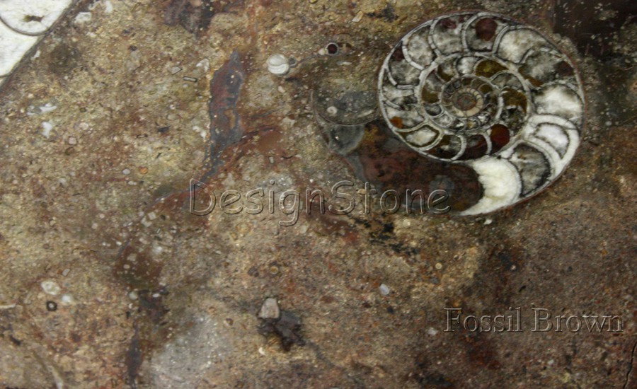 Fossil Brown