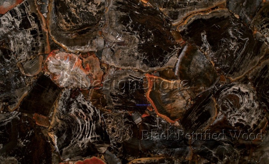 Black Petrified Wood