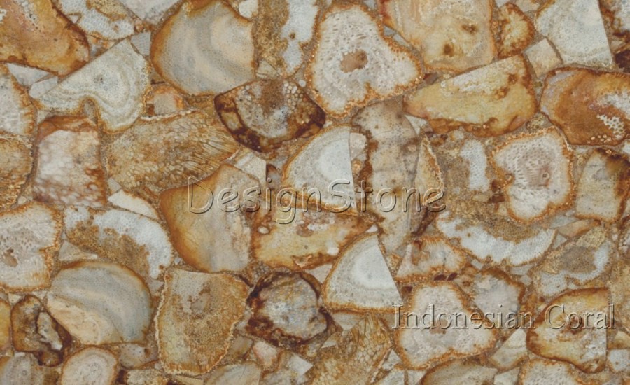 Indonesian Coral